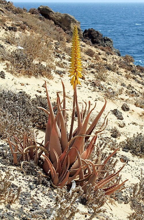 Pianta di aloe vera vicino a Mala